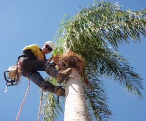 tree-cutting